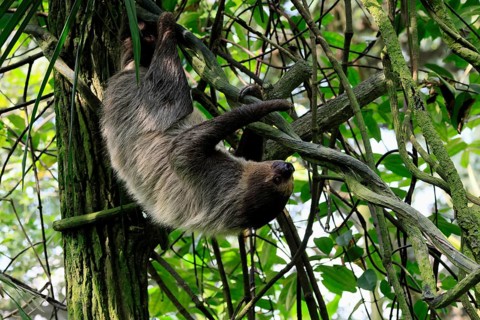 Linnaeus's two-toed sloth (Choloepus didactylus), Unau, adult, in tree, climbing, foraging,