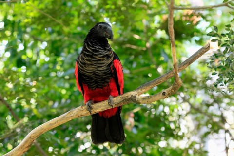 Bristle-headed Parrot (Psittrichas fulgidus), adult, on tree, alert, New Guinea, captive, Singapore