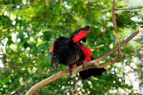 Bristle-headed Parrot (Psittrichas fulgidus), adult, on tree, spreading, wings, New Guinea,