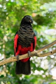 Bristle-headed Parrot (Psittrichas fulgidus), adult, on tree, calling, New Guinea, captive,