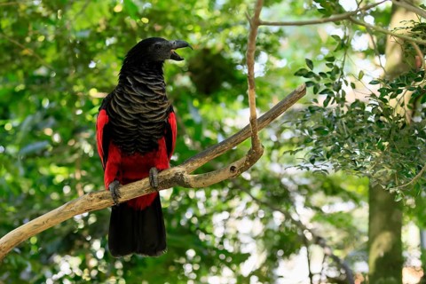 Bristle-headed Parrot (Psittrichas fulgidus), adult, on tree, calling, New Guinea, captive,