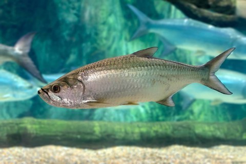 Atlantic tarpon (Megalops atlanticus), adult, in water, swimming, Atlantic Ocean, Singapore,