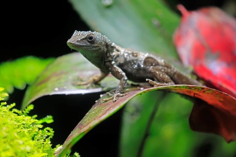 Graham's Anolis (Anolis grahami), Jamaican turquoise anole, adult, on leaf, Jamaica, Caribbean,