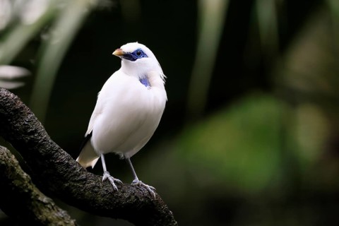 Bali mynah (Leucopsar rothschildi), Bali mynah, adult, on tree, alert, Bali, Singapore