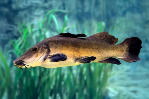 Eye-spotted catfish (Auchenoglanis occidentalis), adult, swimming, in water, Africa, captive,