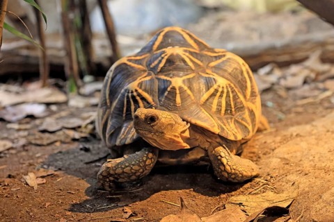 Burmese star tortoise (Geochelone platynota), adult, foraging, Myanmar, Asia, captive, Singapore