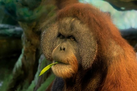 Borneo Orang Utan (Pan Paniscus), adult, male, portrait, feeding, endangered species, Borneo,