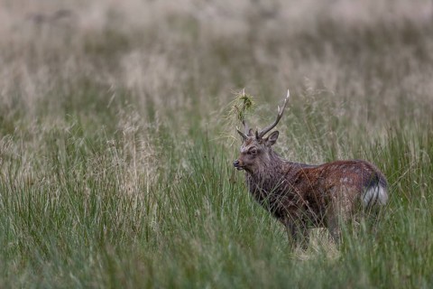Sika deer (Cervus nippon) approaching a rival, repeatedly lowering its head and thrusting its
