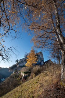 Autumnal birch (Betula) in front of Pottenstein Castle, created around 1070, Pottenstein, Upper