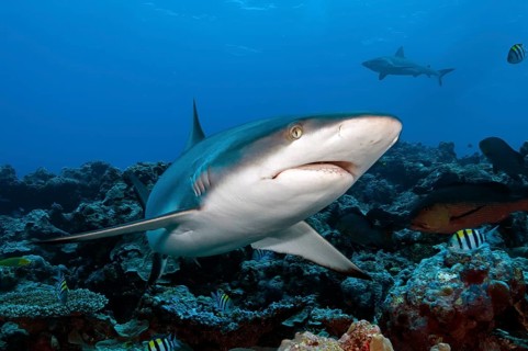 Underwater photo of large specimen of great Grey reef shark (Carcharhinus amblyrhynchos) swimming