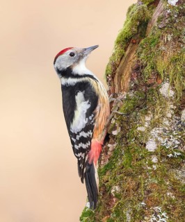 Middle spotted woodpecker (Dendrocopos medius), on a birch overgrown with moss, wildlife,