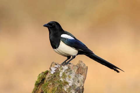 Magpie, (Pica pica) sitting on a birch overgrown with moss, wildlife, corvid, nature photography,