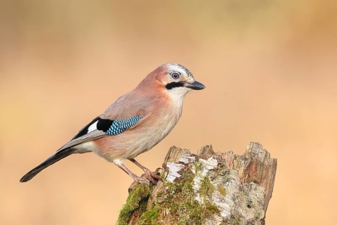 Eurasian Jay (Garrulus glandarius) sitting on a birch overgrown with moss, wildlife, corvid, nature