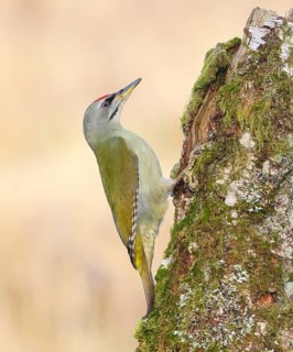 Grey-headed woodpecker (Picus canus), or great spotted woodpecker, male at a birch overgrown with