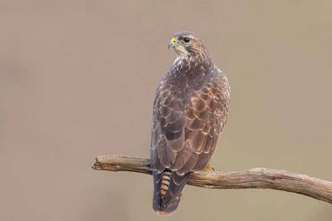 Buzzard (Buteo buteo) sitting attentively on a branch, wildlife, animals, birds, bird of prey,