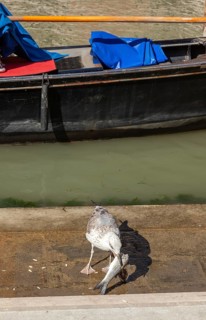 Seagull eats a fish fished in the canal, Venice, Veneto, Italy