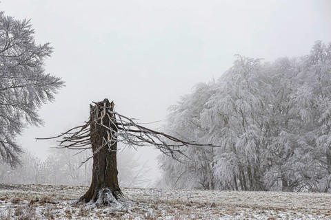 Winter landscape with broken tree stump in the Swabian Jura. hoarfrost. Münsingen,