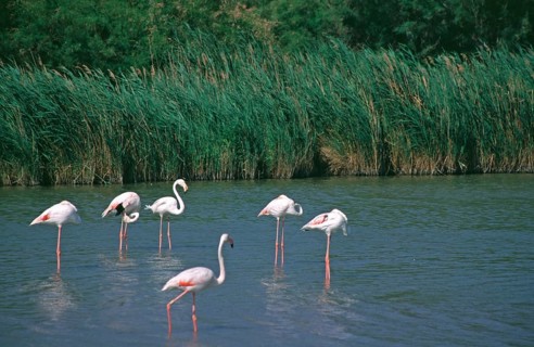 Flamingos (Phoenicopterus) standing in shallow water, Camargue, South of France, France, June 1999,