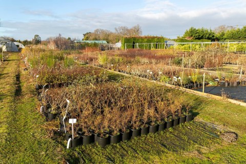 Potted shrubs on display Swann's nursery garden centre, Bromeswell, Woodbridge, Suffolk, England,