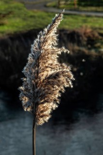 Seedhead of common reed (Phragmites communis) at a creek in winter in Ystad municipality, Skåne