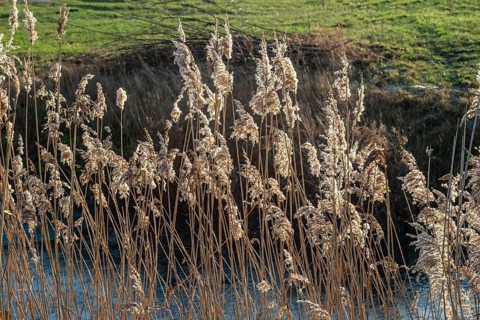 Common reed (Phragmites communis) at a creek in winter in Ystad municipality, Skåne county, Sweden,