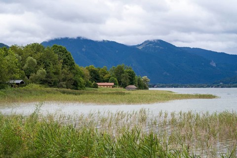 Banks of Tegernsee, reed grass, forest and boathouses on the lake, Gmund, Tegernsee, Upper Bavaria,