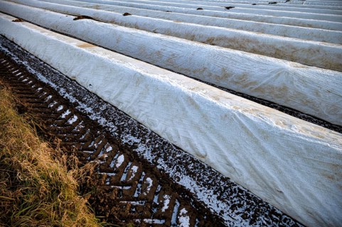 White film prevents purple and green asparagus heads, controls the start of harvest, asparagus,