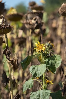 Sunflower field, brown withered sunflowers (Helianthus annuus), including a single young plant