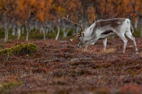 The scents contained in a female's urine seem to be of great interest to the reindeer bull