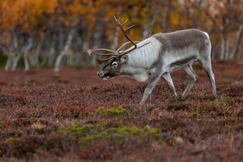 The reindeer bull (Rangifer tarandus) follows his herd with bowed head, rutting season, mating