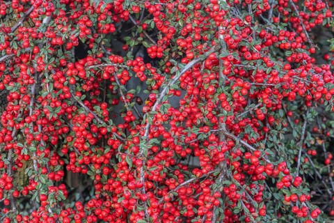 Fan-shaped cotoneaster (Cotoneaster horizontalis), Emsland, Lower Saxony, Germany