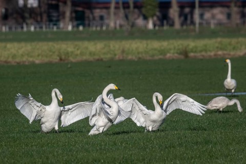 Whooper swans (Cygnus cygnus), Emsland, Lower Saxony, Germany