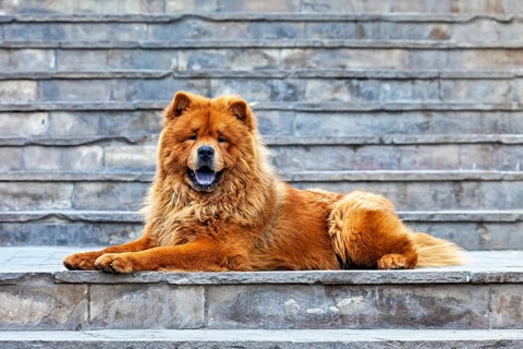 A chow chow lies relaxed on a stone staircase and appears alert, a chow chow dog