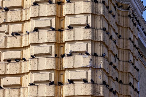 Birds rest on the ledges of a beige building in an urban setting, pigeons on a façade in Lima in