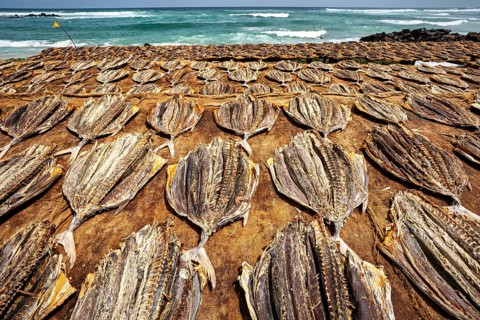 Large batch of dried fish on cloths on a beach with ocean waves in the background, dried fish on a