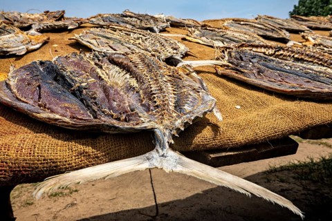 Close-up of dried fish on a brown towel in a sunny setting on the beach, Dried fish on a beach near