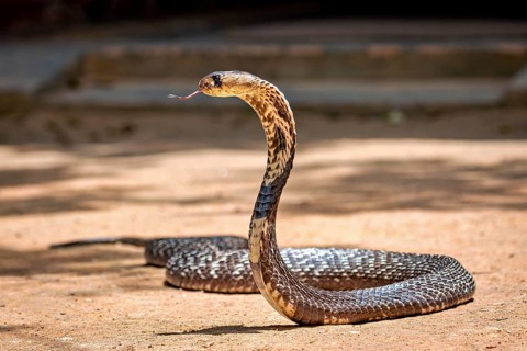 Cobra on sandy ground in upright position with tongue outstretched, The Spectacled Snake (Well well