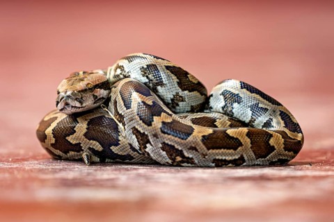 A python with a complex brown and black pattern on a red background, An Indian rock python (Python
