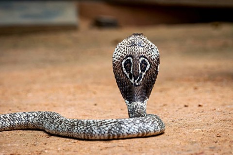 An erect cobra on sandy ground, showing an imposing posture, the spectacled snake (well well well)
