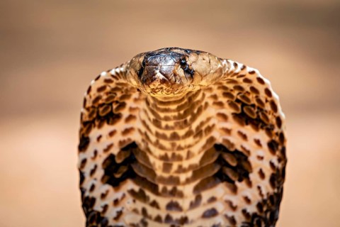 Close-up of a cobra head with a clearly visible scale pattern, the spectacled snake (well well