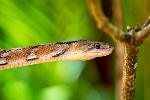 Close-up of a snake on a tree with a bright green background, A drinking snake (Coelognathus