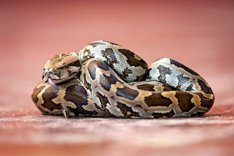 Close-up of a python with a distinctive pattern in brown and black on a red background, An Indian