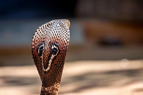 Close-up of a cobra, the head shows detailed scales and an intense presence, The Spectacled Snake