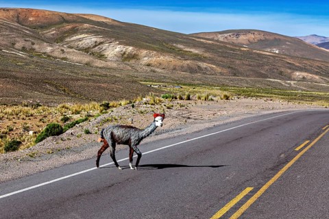 A llama crosses a lonely road in a barren mountain landscape under a clear sky, A llama crosses a