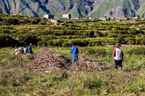 People collect crops in a field in front of a village with mountains in the background, farmers in