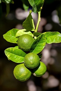 Four green limes hanging from a branch with shiny leaves in a natural environment, citrus plants