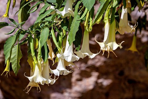White angel trumpets with green leaves hanging in a natural environment, angel trumpets