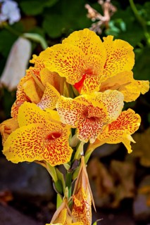 Yellow flowers with red spots in a green garden, bright and lively summer atmosphere, The Canna