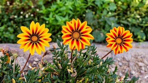 Three yellow-orange flowers bloom vividly in the garden against green foliage, gazania in the Colca