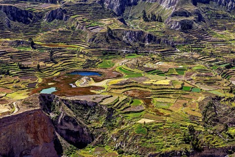 Extensive terraced fields with colorful plants, mountains in the background and lakes in the